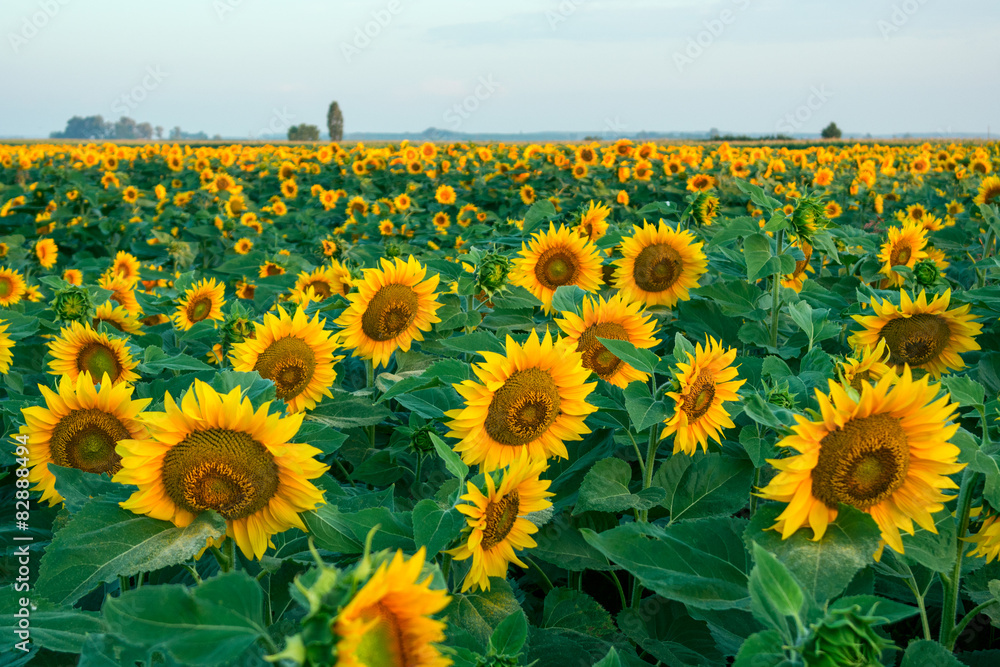 Obraz premium A beautiful sunflower field