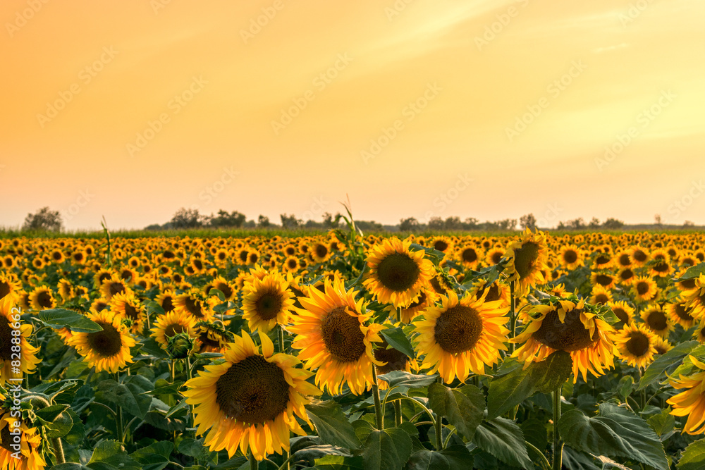 Naklejka premium A beautiful sunflower field