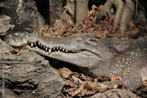 Crocodile