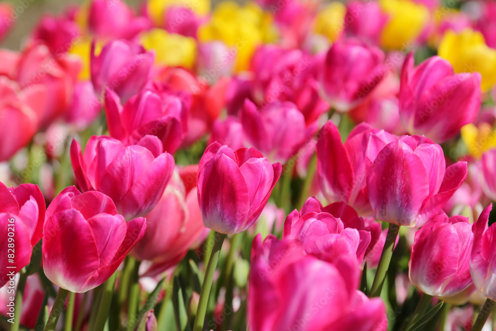 Naklejka premium Tulip