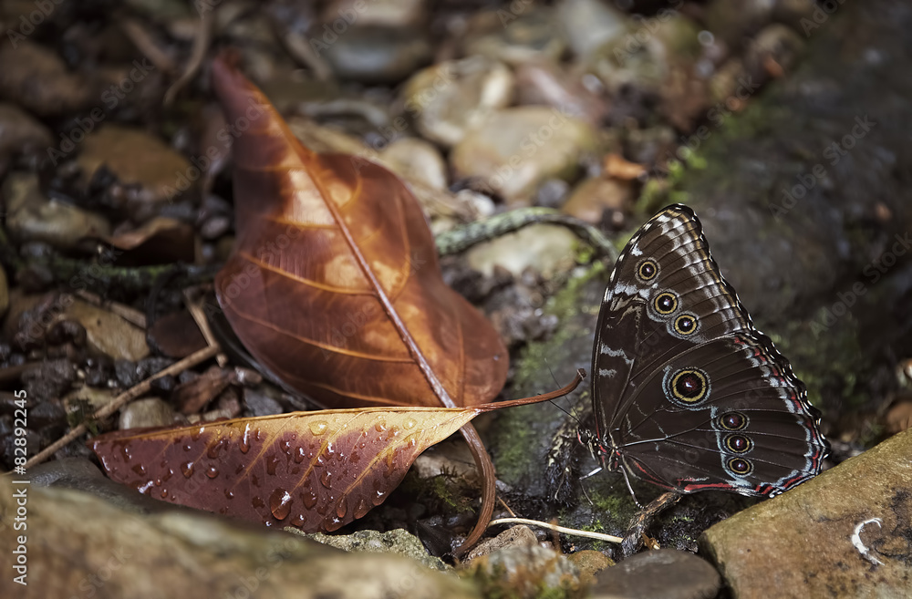 Camouflaged common morpho butterfly with dead leaves Camouflaged common morpho butterfly with dead leaves