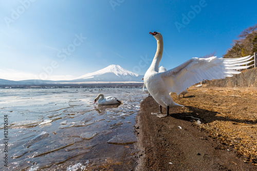 Fototapeta Naklejka Na Ścianę i Meble -  Mountain Fuji Yamanaka and Goose