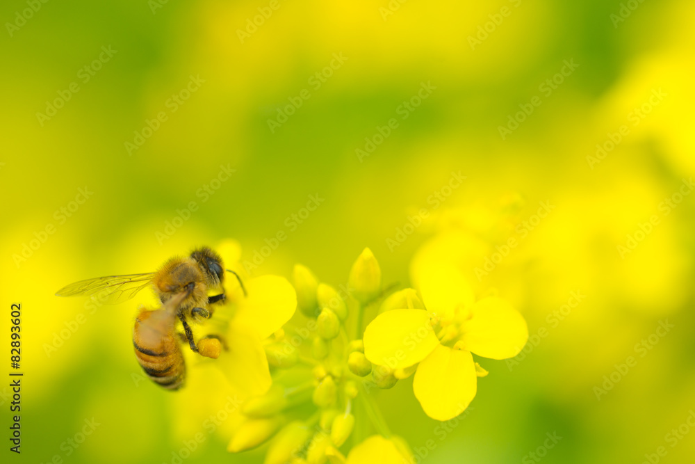 ミツバチと菜の花