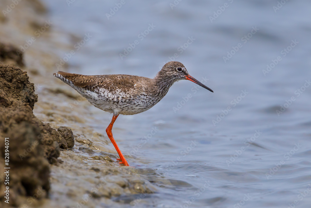 Common redshank or simply redshank (Tringa totanus) Common redshank or simply redshank (Tringa totanus)
