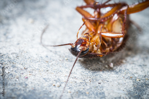Close up of death cockroach on floor