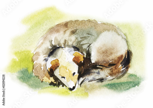 watercolor dog sleeps curled up