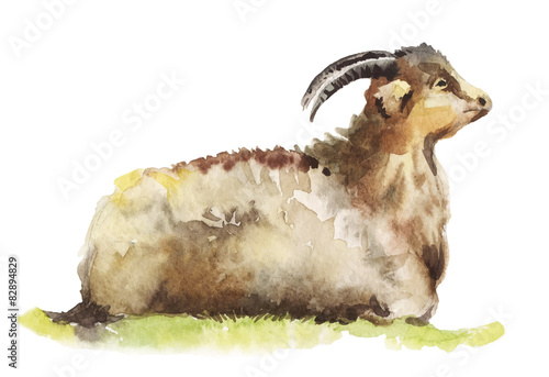 watercolor illustration a goat lying