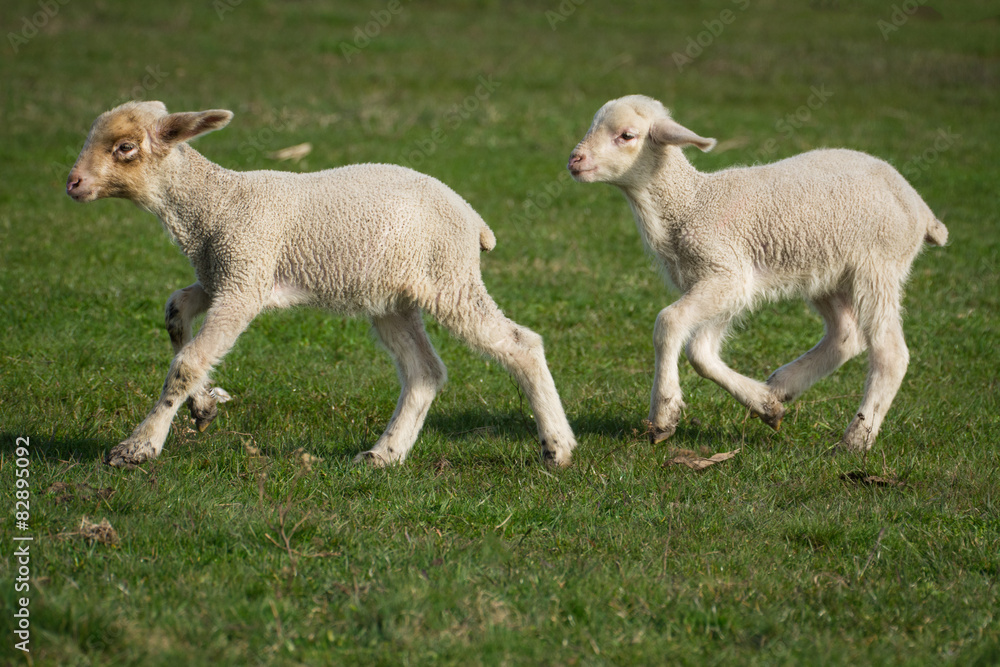 Sheep on the pasture