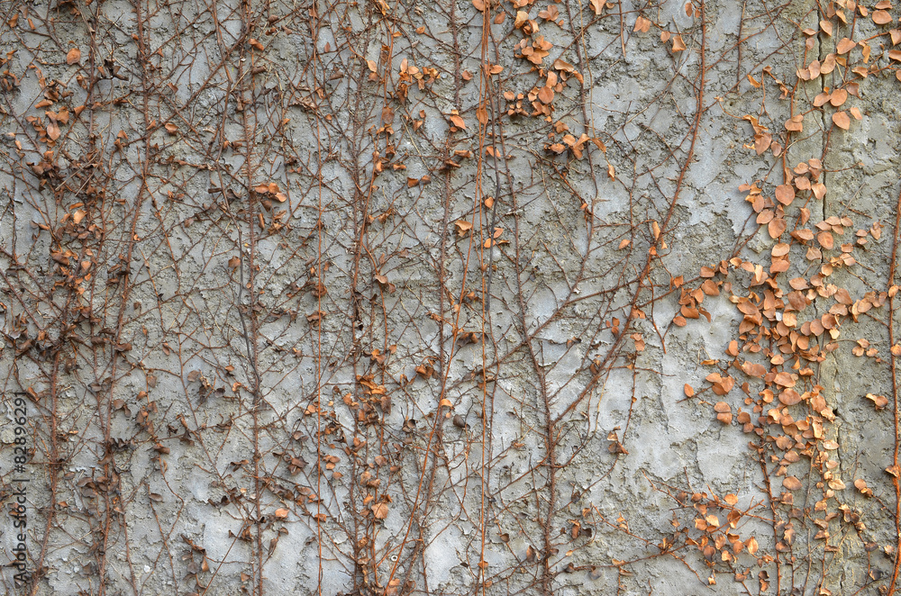 Obraz premium Dry creeper plant on white concrete wall