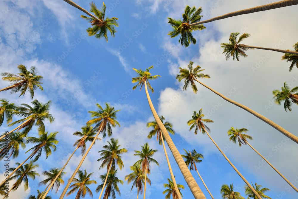 Coconut palm tree perspective against sky