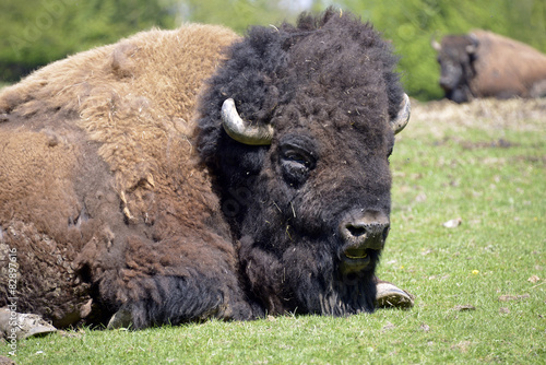 Portrait American bison
