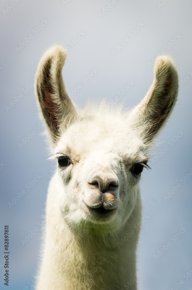 Kopf von einem weißen Lama, Blick