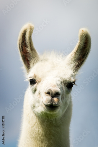 Kopf von einem weißen Lama, Blick