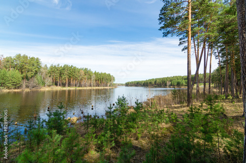 летний пейзаж с видом на реку и сосновый лес