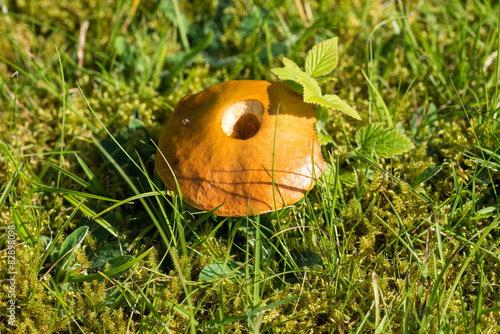 Wallpaper Mural Pilz Torontodigital.ca