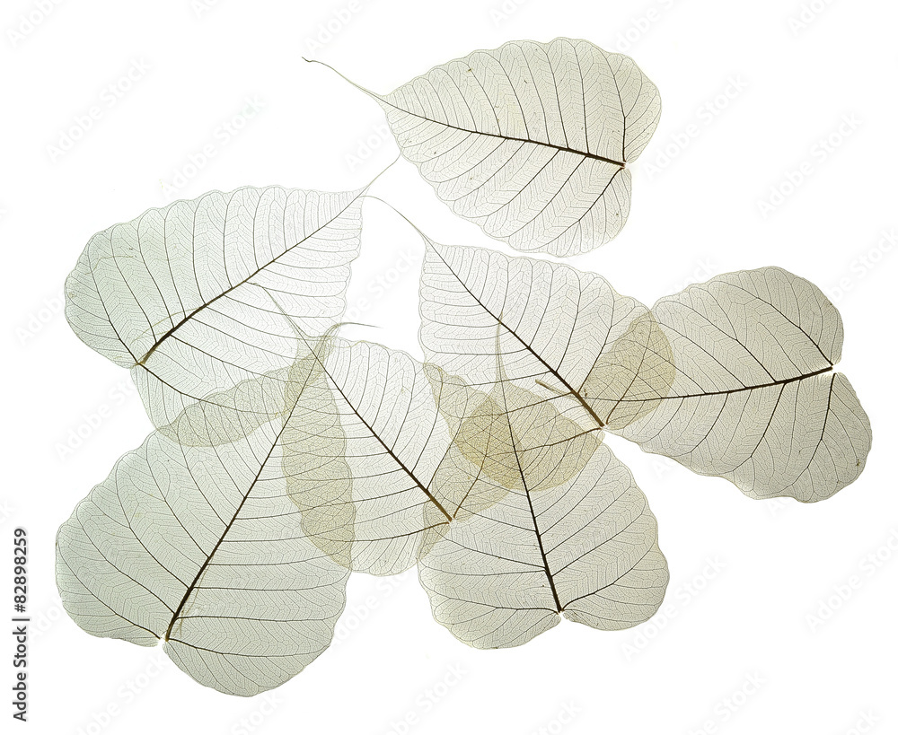 leaves texture background