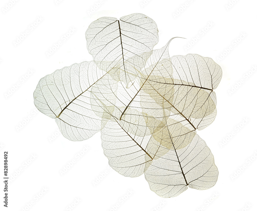 Obraz premium leaves texture background