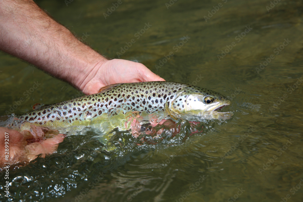 Closeup of brown trout caught by fisherman Closeup of brown trout caught by fisherman