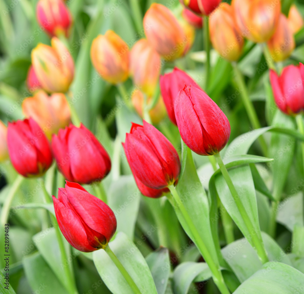Fototapeta premium red tulips
