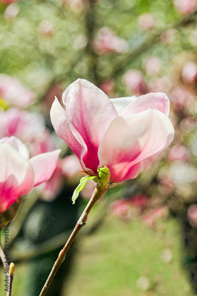 Flower of magnolia tree in spring Flower of magnolia tree in spring