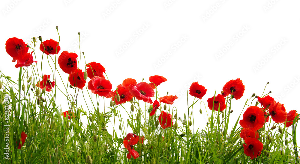 Obraz premium red poppy