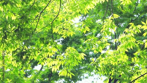 風にそよぐ新緑