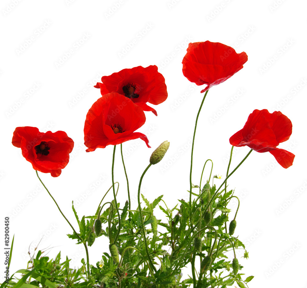 Fototapeta premium Czerwony mak