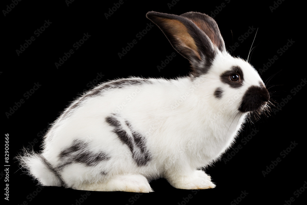 White rabbit White rabbit
