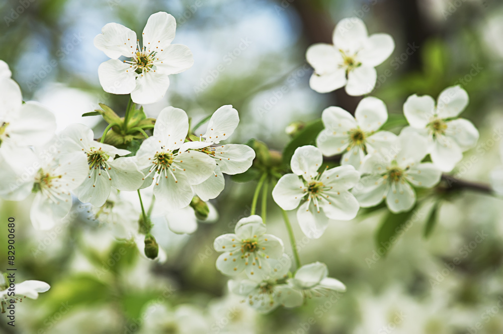 Cherry tree flowers Cherry tree flowers
