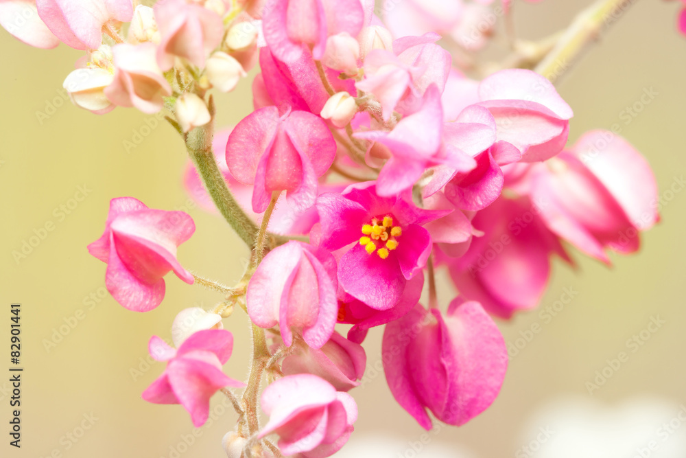 Obraz premium Pink Confederate vine blooming , Mexican Creeper