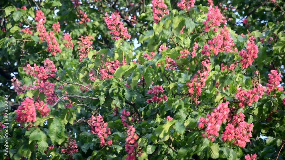 Fruehling Fruehling