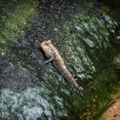 Atlantic mudskipper (Periophthalmus barbarus) photo