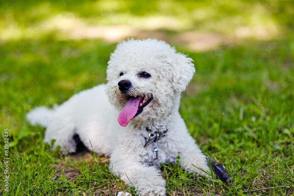 bichon in the park bichon in the park