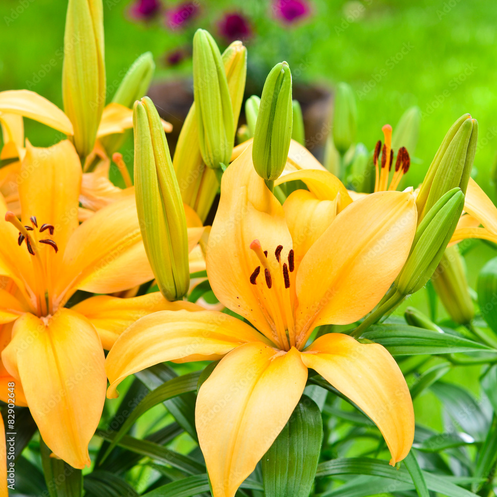 Yellow lily flowers outside in the garden. Yellow lily flowers outside in the garden.