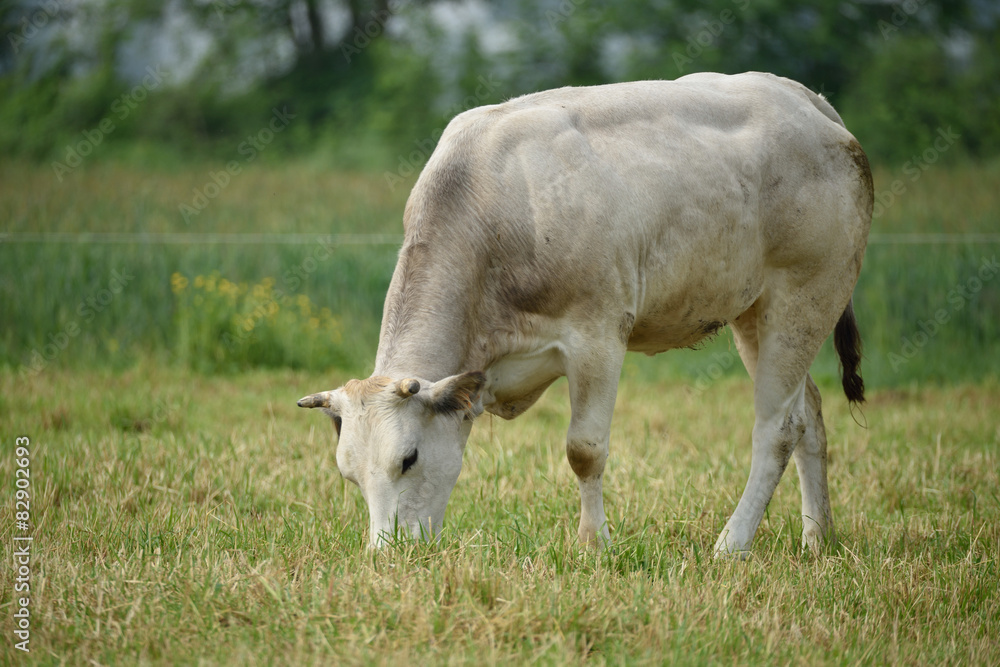 Bovini di allevamento Bovini di allevamento