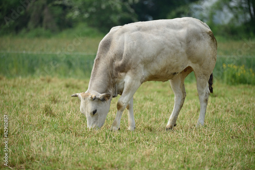 Bovini di allevamento