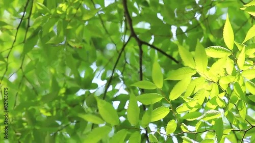 風にそよぐ新緑