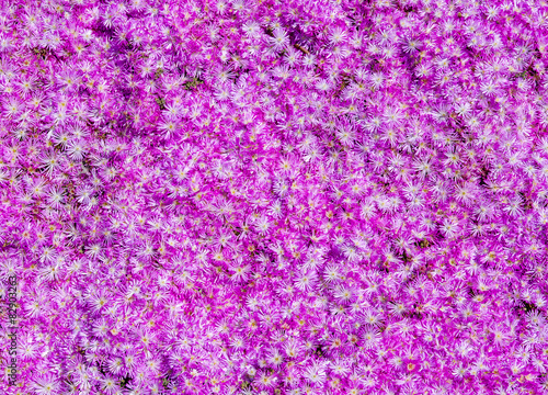 Bed of pink daisies © juanmoro