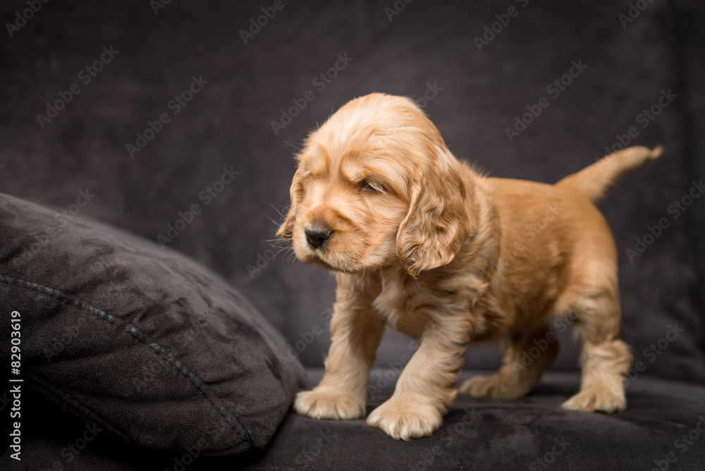 Cocker Spaniel Puppy Cocker Spaniel Puppy