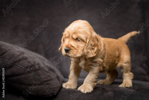 Cocker Spaniel Puppy © MARTIN HAHN