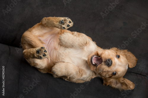 Cocker Spaniel Puppy