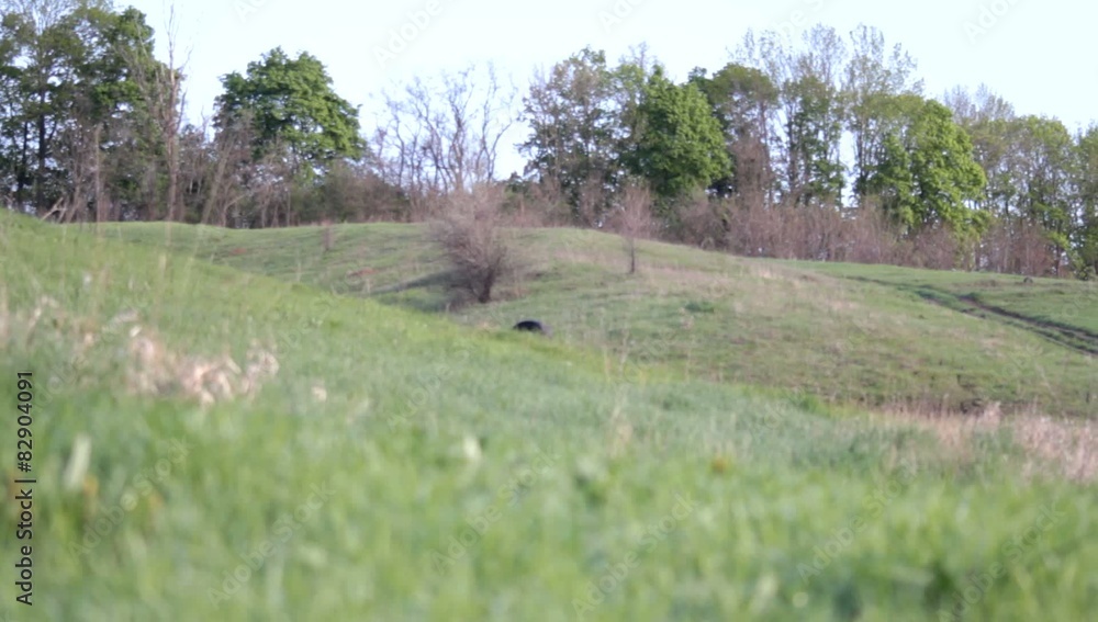 Hilly Spring Countryside, Focus Shift
Hilly Spring Countryside, Focus Shift