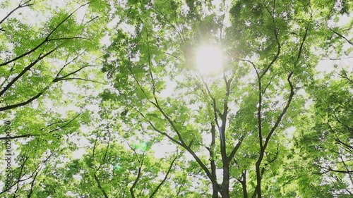 風にそよぐ新緑