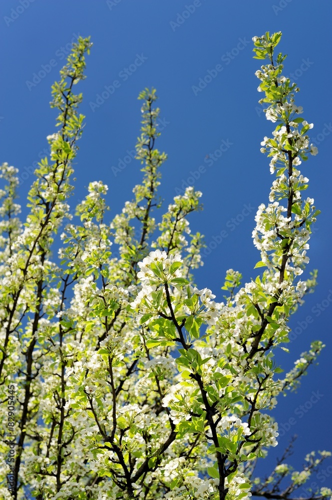 White pear blossoms on branch with blue sky White pear blossoms on branch with blue sky