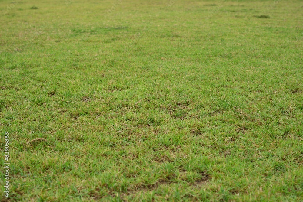 Obraz premium Green grass background