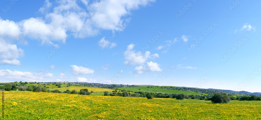 Fototapeta premium Prateria con fiori gialli