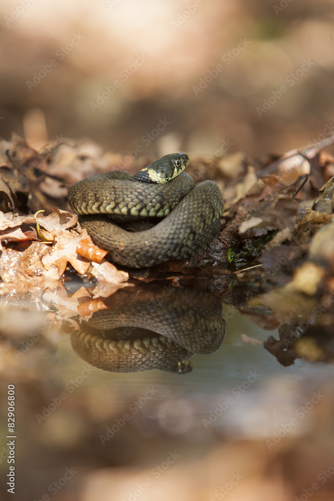 Grass snake - Natrix natrix Grass snake - Natrix natrix