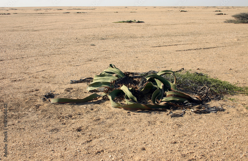 Obraz premium Angola landscapes