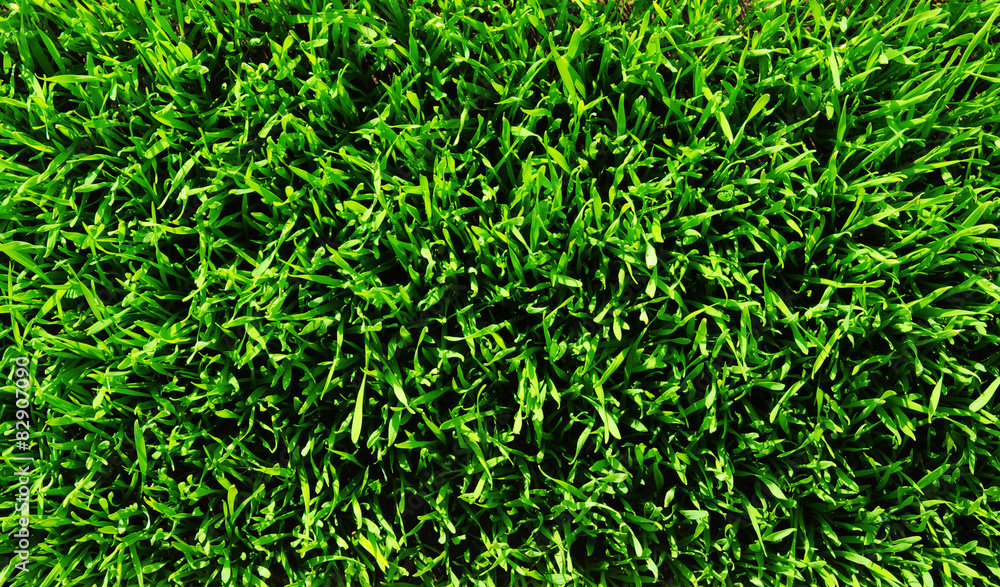 grass grass