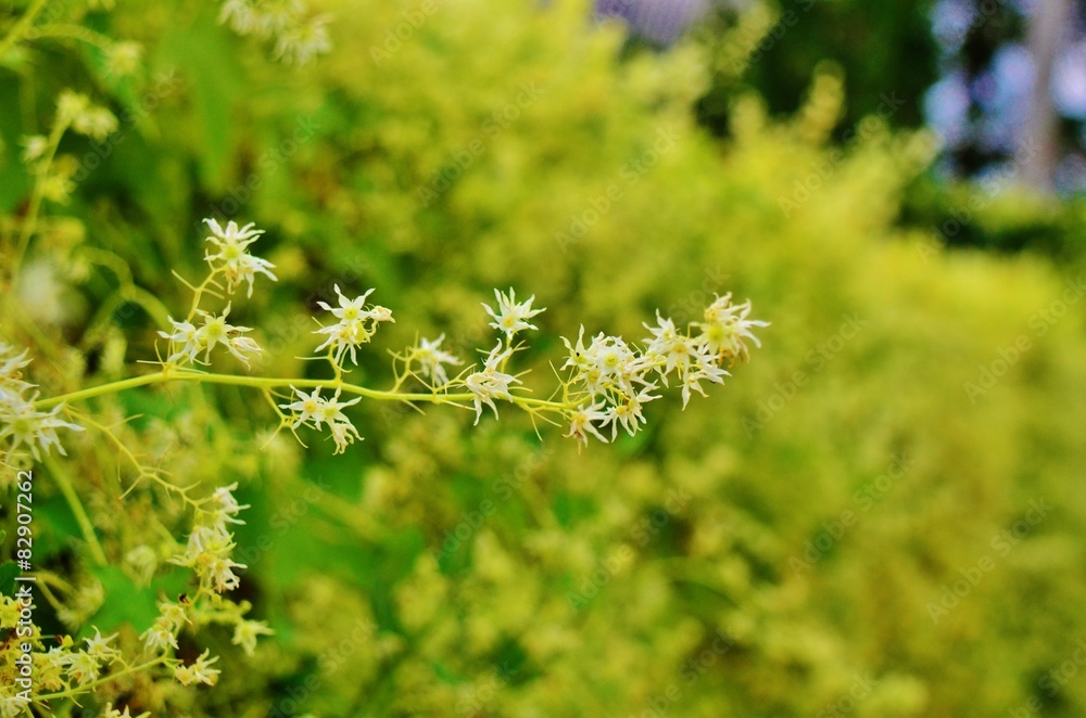 Flower Flower